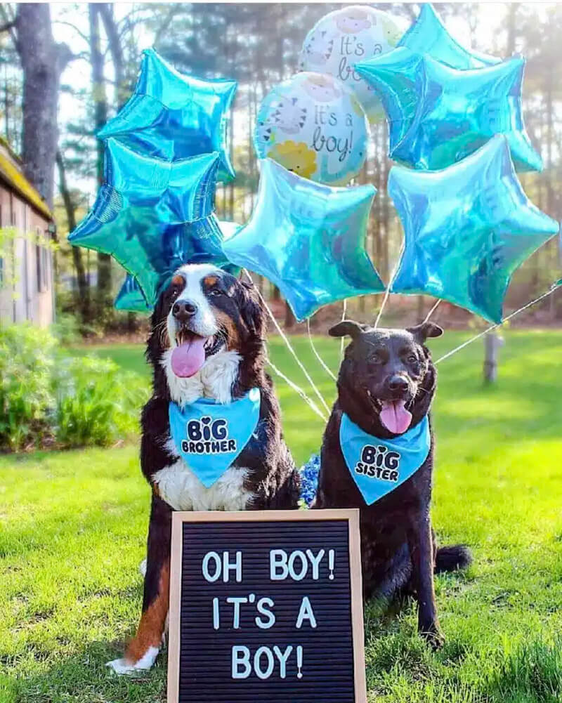 simple gender reveal ideas